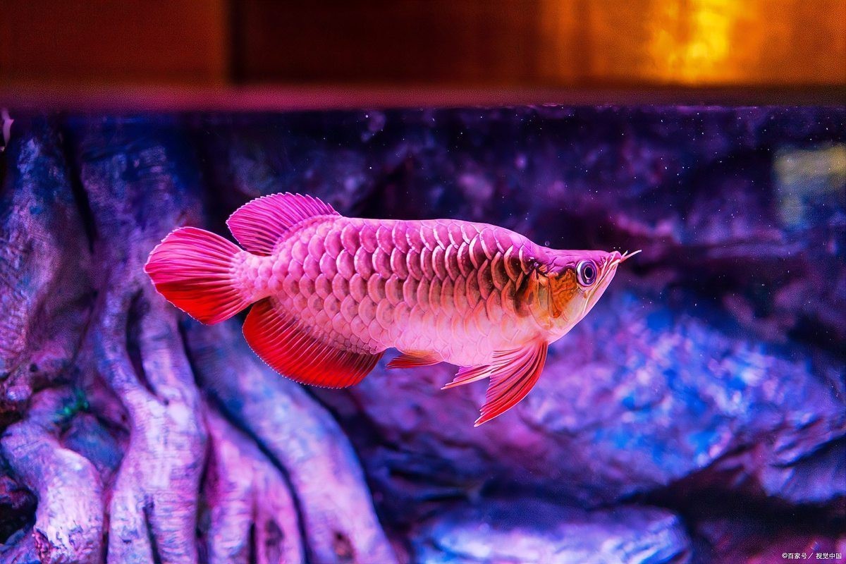 福龍魚的市場需求如何？