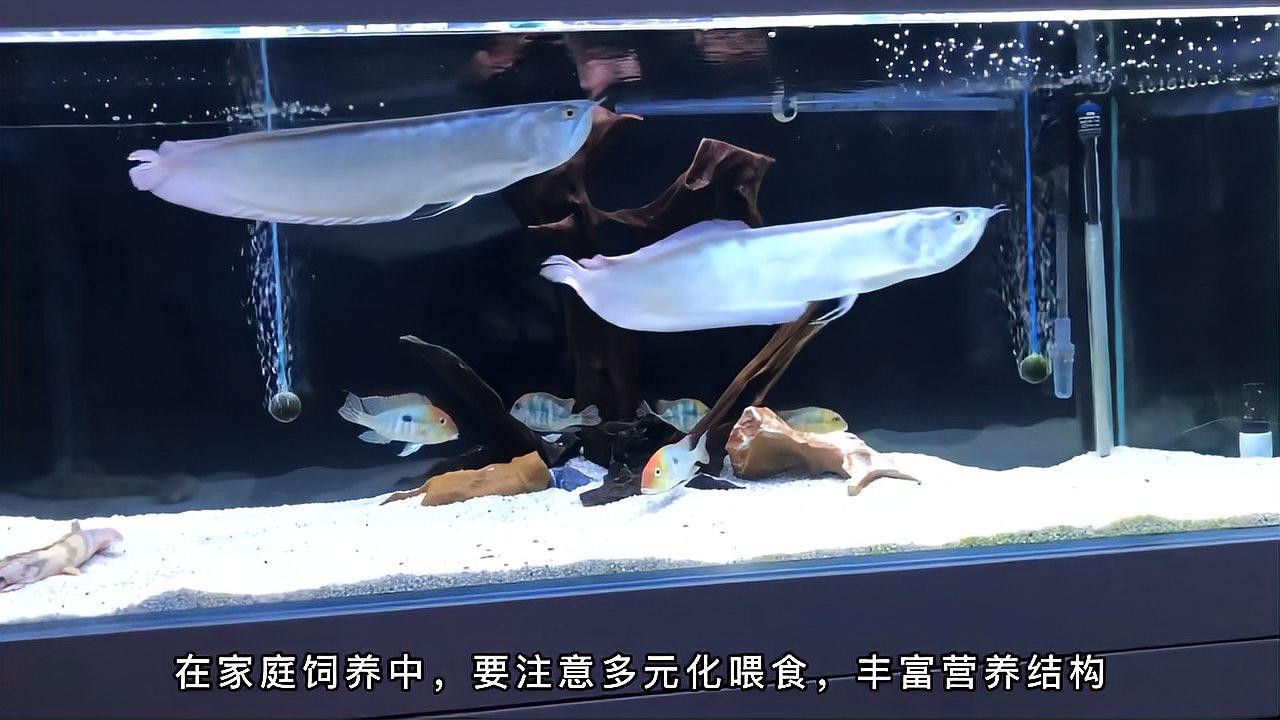 銀龍魚吃什么飼料顆粒