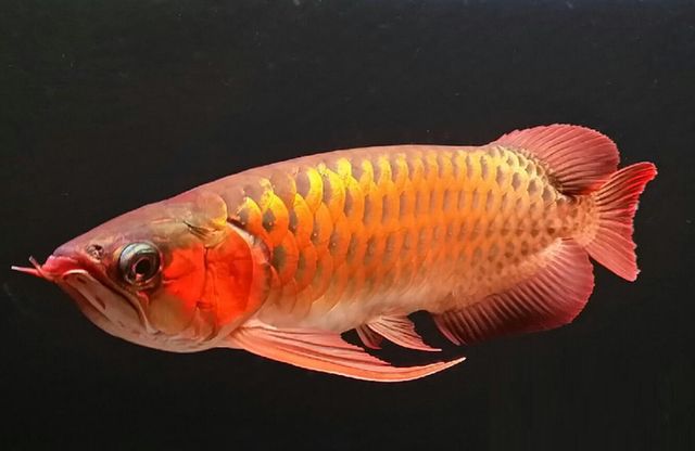 龍魚怎么快速生長出來：如何促進龍魚的快速生長 龍魚怎么快速生長出來：如何促進龍魚的快速生長 龍魚百科 第1張