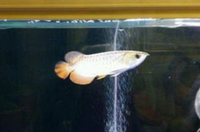 龍魚怎么快速生長出來：如何促進龍魚的快速生長 龍魚怎么快速生長出來：如何促進龍魚的快速生長 龍魚百科 第5張