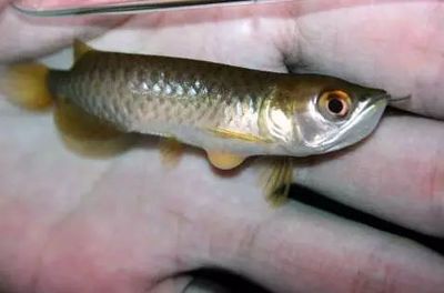 龍魚怎么快速生長出來：如何促進龍魚的快速生長 龍魚怎么快速生長出來：如何促進龍魚的快速生長 龍魚百科 第4張