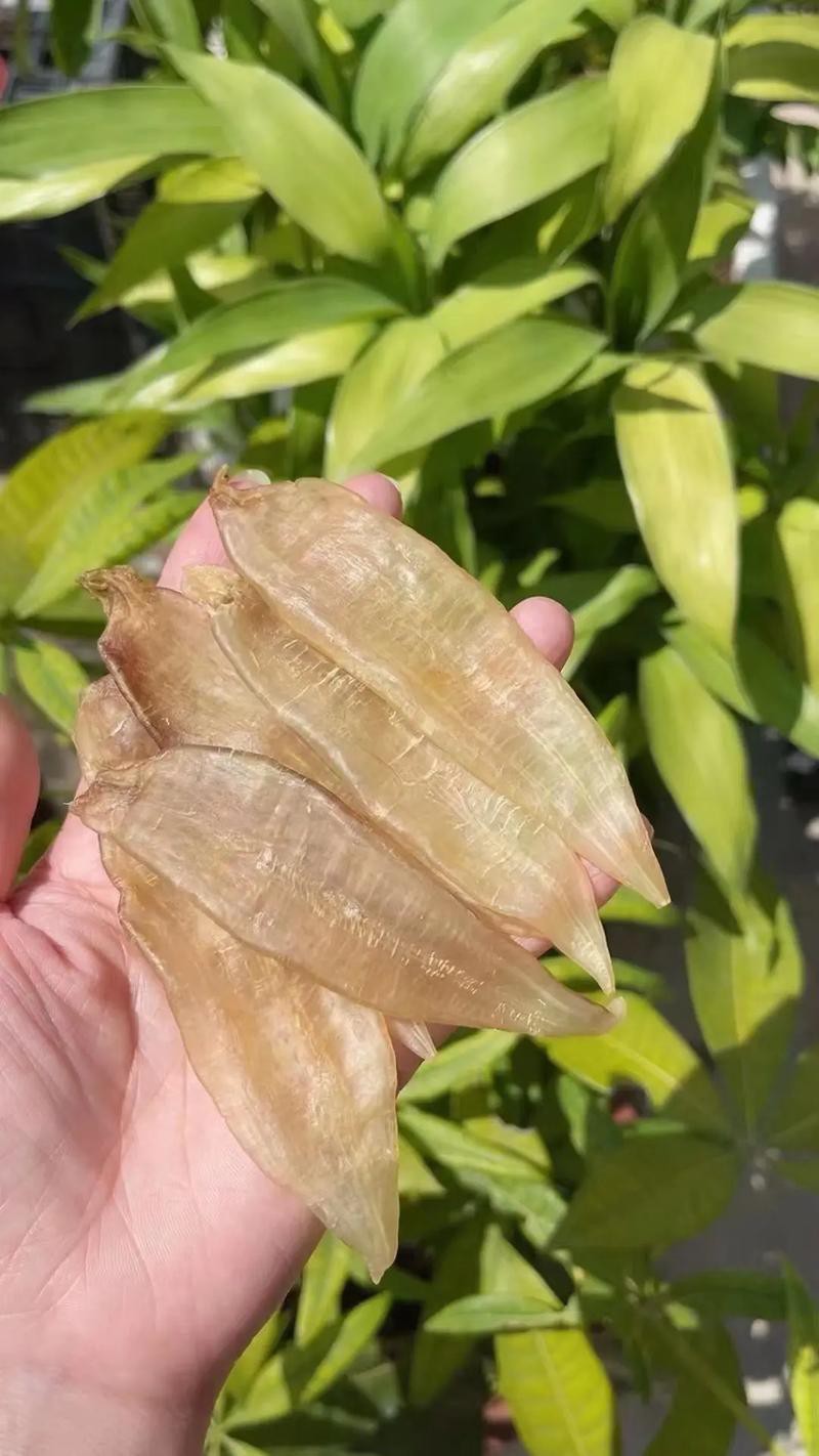 金龍魚膠有什么功效與作用