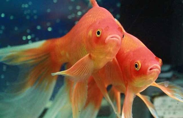 孔雀魚(yú)和曼龍魚(yú)哪個(gè)好養(yǎng)活一些