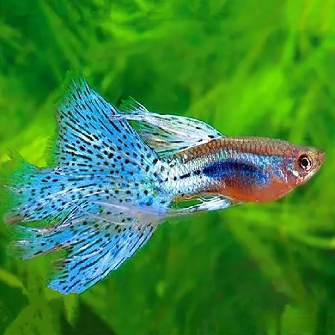 孔雀魚(yú)和曼龍魚(yú)哪個(gè)好養(yǎng)活一些