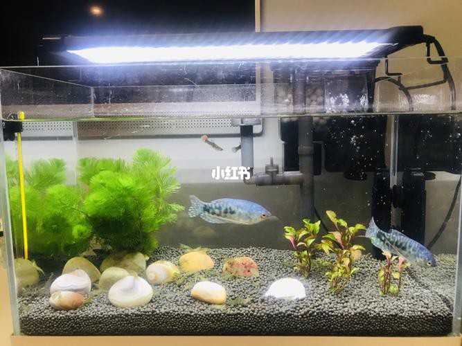 孔雀魚(yú)和曼龍魚(yú)哪個(gè)好養(yǎng)活一些