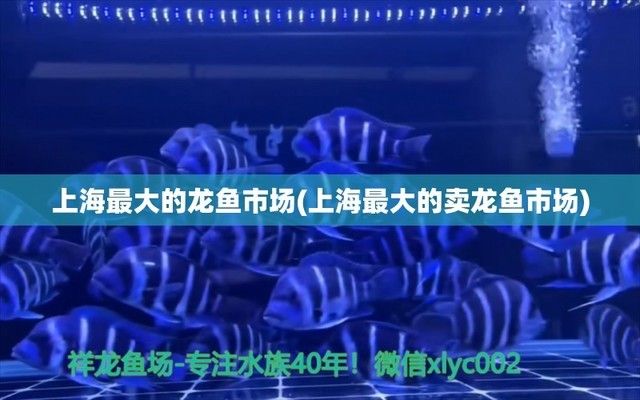上海最大的賣龍魚市場：上海最大的賣龍魚市場位于浦東新區浦東新區浦東南路2588號