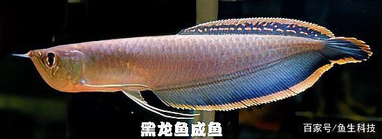 龍魚各個階段圖片