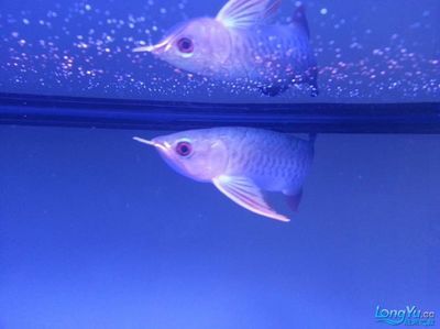 金龍魚的發(fā)色是有“法”可依的，千萬不要做錯了！：金龍魚吃什么發(fā)色好金龍魚怎么養(yǎng)發(fā)色最快
