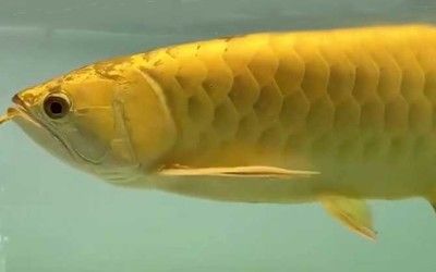 龍魚吃食反復吐出來會死嗎為什么：龍魚反復吐食會對其健康產生影響但不一定會導致死亡