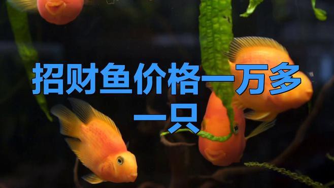 招財(cái)龍魚的市場(chǎng)價(jià)格走勢(shì)如何？
