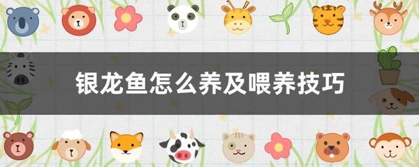 成年銀龍魚最佳喂食量：成年銀龍魚的最佳喂食量