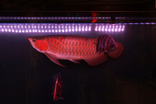 龍魚用什么顏色的燈：關于龍魚用燈顏色選擇的指南