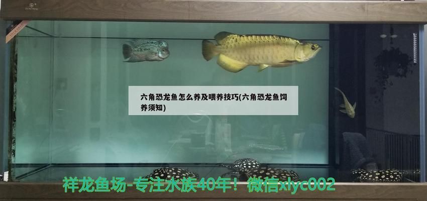 六角龍魚需要打氧氣嗎：六角龍魚喂食技巧(六角恐龍魚喂食技巧