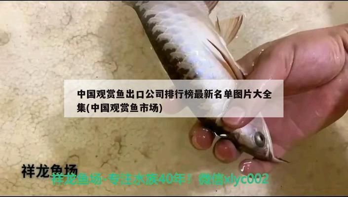 龍魚魚場排名：全球排名前十位的龍魚漁場排名前十位的龍魚漁場排名