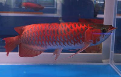 新加坡龍魚和印尼龍魚的差別：新加坡龍魚和印尼龍魚的區別