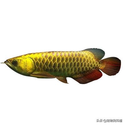 龍魚品質怎么看：龍魚選購技巧有哪些？