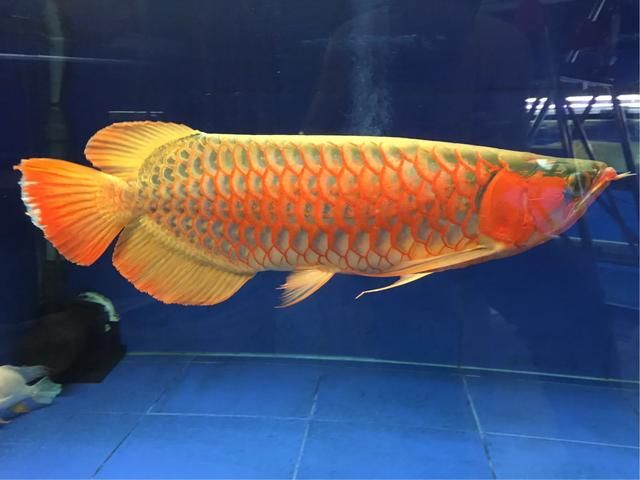 懷孕夢見金龍魚是男是女（關于懷孕夢見金龍魚與胎兒性別的關聯在不同來源的信息中存在多種解讀）