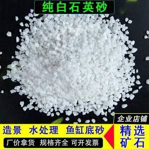 純白色金龍魚好養嗎（白金龍魚好養嗎）