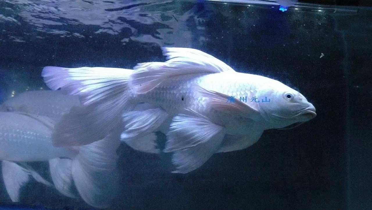 龍魚鰭尾增大的養護方法（如何增大龍魚的鰭尾）