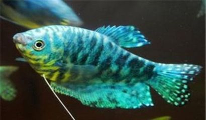 龍魚 觀賞：關于龍魚的一些詳細信息