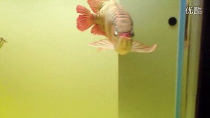 頂級龍魚缸品牌有哪些：頂級龍魚缸品牌