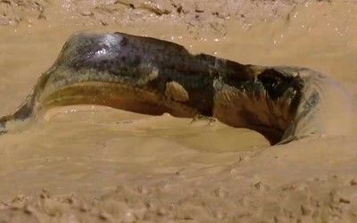 龍魚爛鼻孔：如何判斷龍魚爛鼻孔的嚴重程度