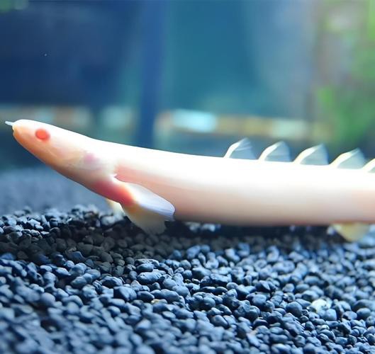 九角恐龍魚吃什么長得快