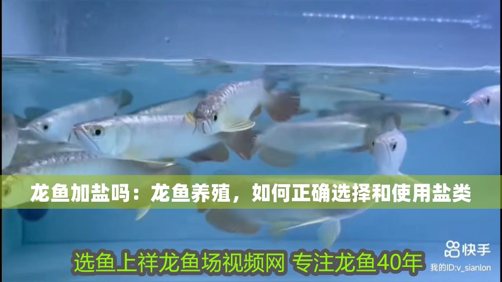 龍魚加鹽嗎：龍魚養殖，如何正確選擇和使用鹽類