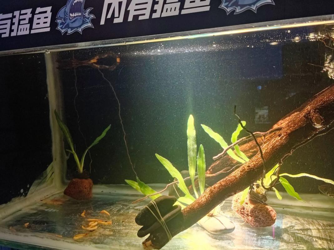 七彩雷龍魚趴缸