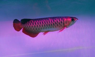 古典紫羅蘭龍魚用什么燈光好看(養(yǎng)金龍魚用什么顏色燈龍魚用什么顏色的燈光最好) 龍魚百科 第1張 古典紫羅蘭龍魚用什么燈光好看(養(yǎng)金龍魚用什么顏色燈龍魚用什么顏色的燈光最好) 古典紫羅蘭龍魚用什么燈光好看(養(yǎng)金龍魚用什么顏色燈龍魚用什么顏色的燈光最好) 龍魚百科 第1張