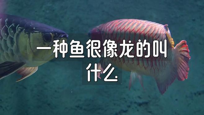 有沒有其他類似金龍魚的觀賞魚？