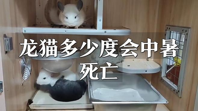 龍貓中暑的死亡率有多高？