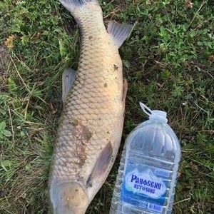 祥龍漁場的龍魚怎樣釣的視頻：對不起，我無法找到祥龍漁場的龍魚釣法視頻,我建議你嘗試