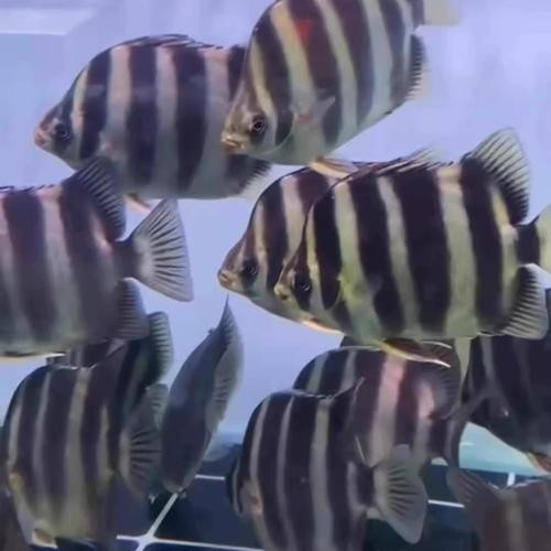 非洲金鼓能和龍魚(yú)混養(yǎng)嗎圖片視頻大全
