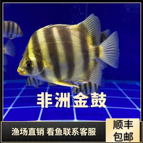 非洲金鼓能和龍魚混養嗎圖片視頻大全