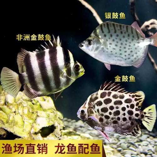 非洲金鼓能和龍魚混養嗎圖片視頻大全