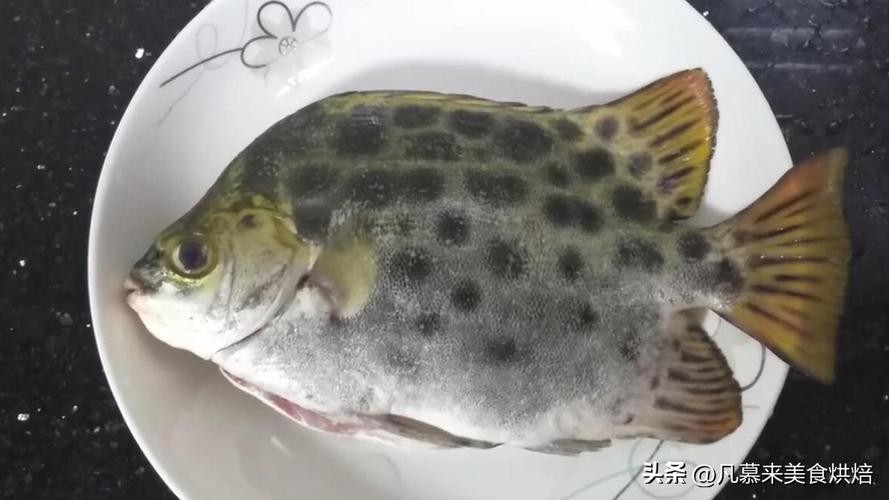 非洲金鼓能和龍魚混養嗎圖片視頻大全