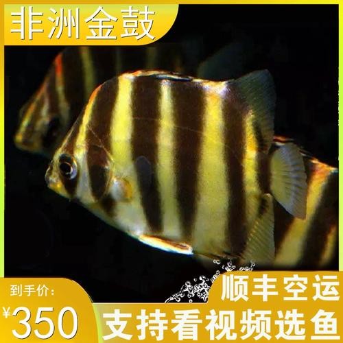 非洲金鼓能和龍魚混養嗎圖片視頻大全