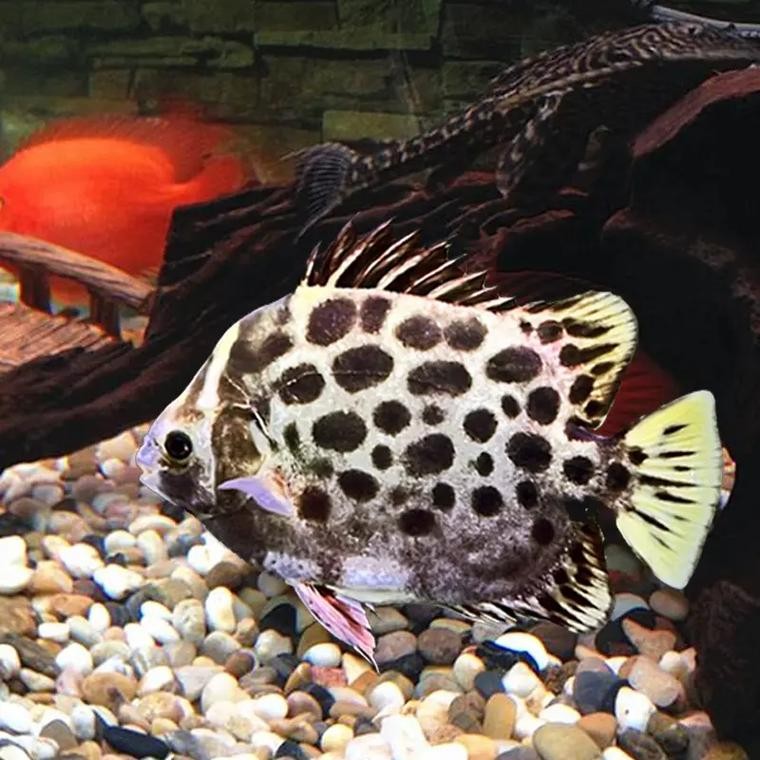 非洲金鼓能和龍魚混養嗎圖片視頻大全