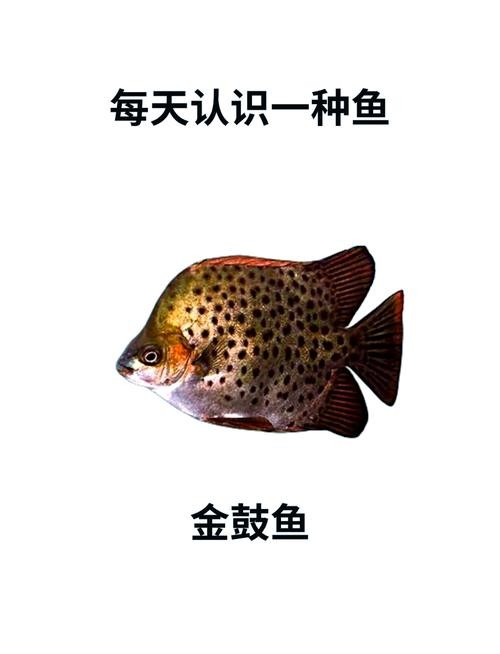 非洲金鼓能和龍魚混養嗎圖片視頻大全