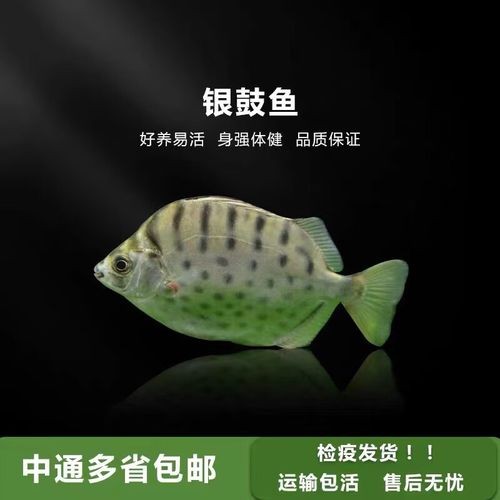 非洲金鼓能和龍魚(yú)混養(yǎng)嗎圖片視頻大全