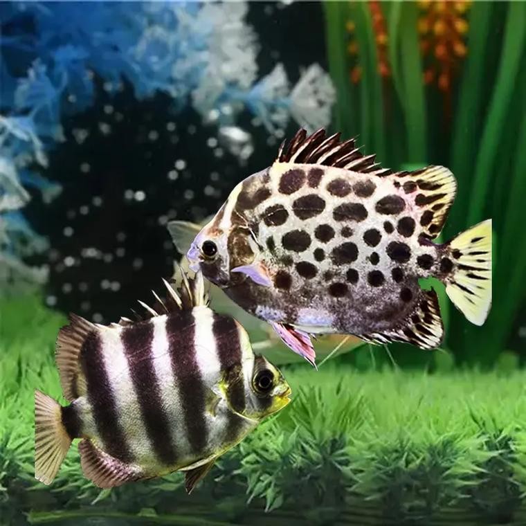 非洲金鼓能和龍魚混養嗎圖片視頻大全