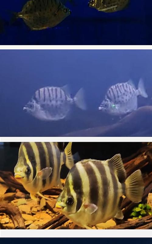 非洲金鼓能和龍魚混養嗎圖片視頻大全