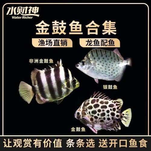 非洲金鼓能和龍魚混養嗎圖片視頻大全