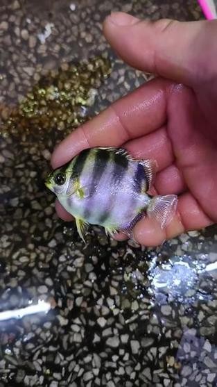 非洲金鼓能和龍魚混養嗎圖片視頻大全
