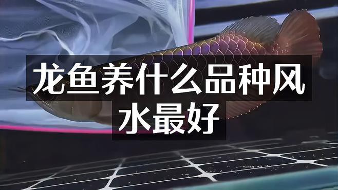 龍魚品種與風水有何關聯？