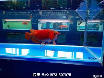 西安魚缸定做祥龍魚場代理店地址（西安觀賞魚市場在哪里-祥龍魚場）