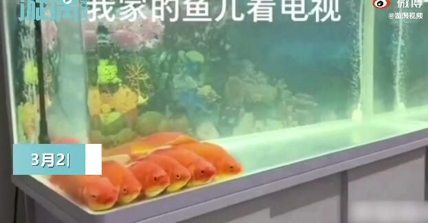 西安魚缸定做祥龍魚場代理店地址（西安觀賞魚市場在哪里-祥龍魚場）