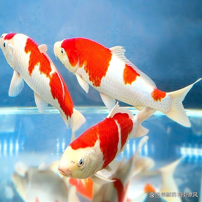 錦鯉魚排名前十名