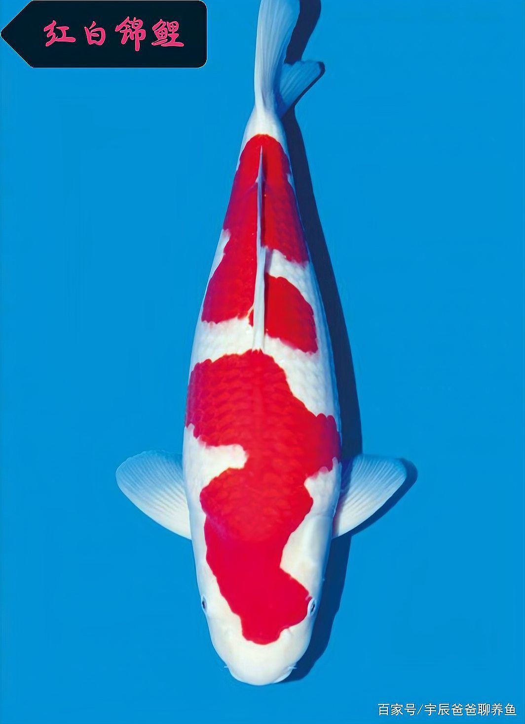 錦鯉魚排名前十名